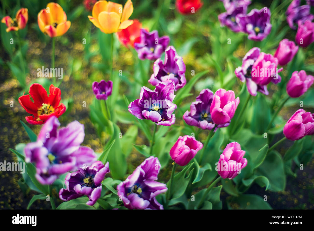 Multi campo colorato di rosso, giallo, viola scuro e bianco i tulipani di Tulip Festival. Immagine utile per il web design e come sfondo del computer. Foto Stock