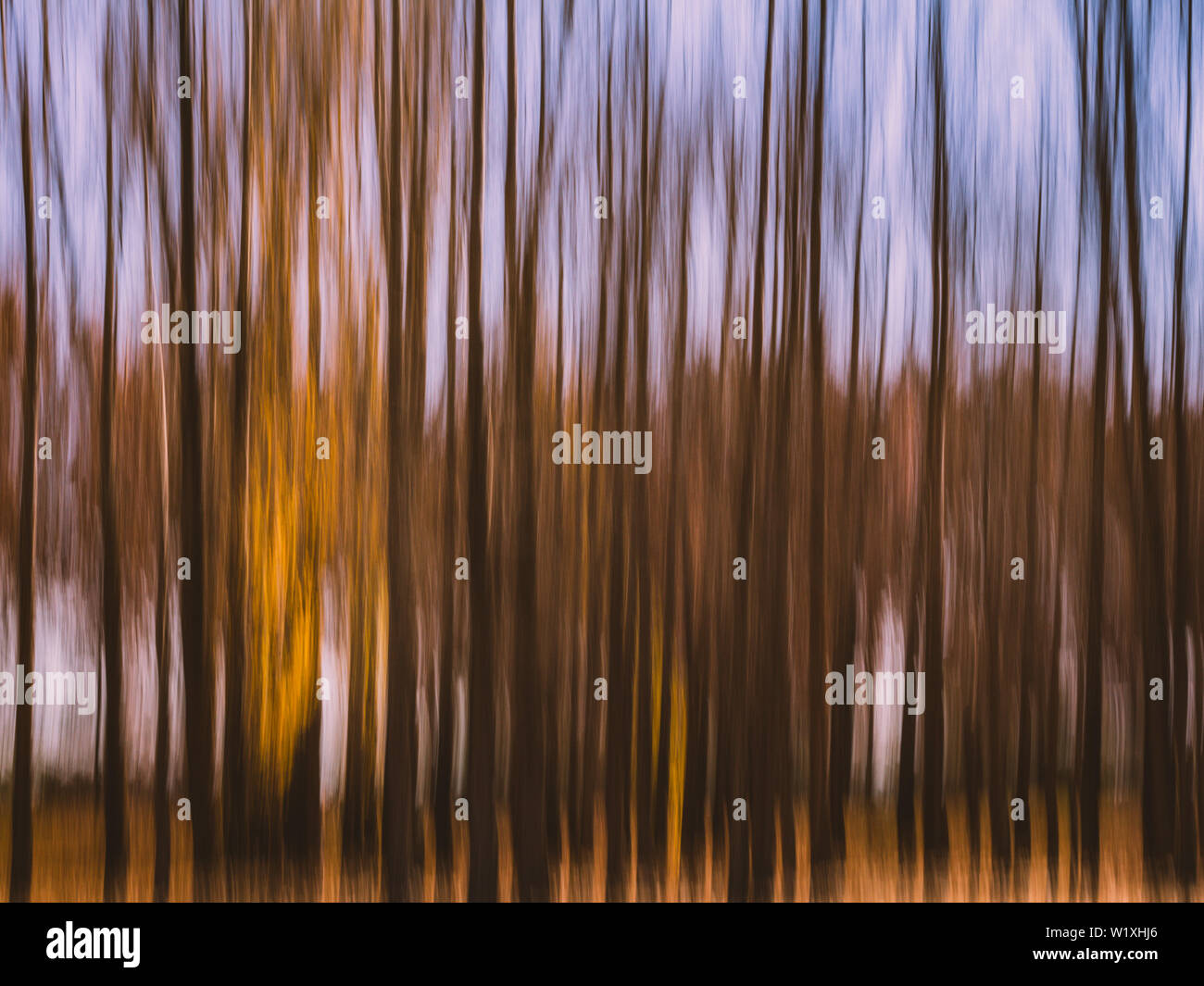 Intenzionale di movimento della telecamera (ICM) fotografia su una mattina autunnale nei boschi. Foto Stock