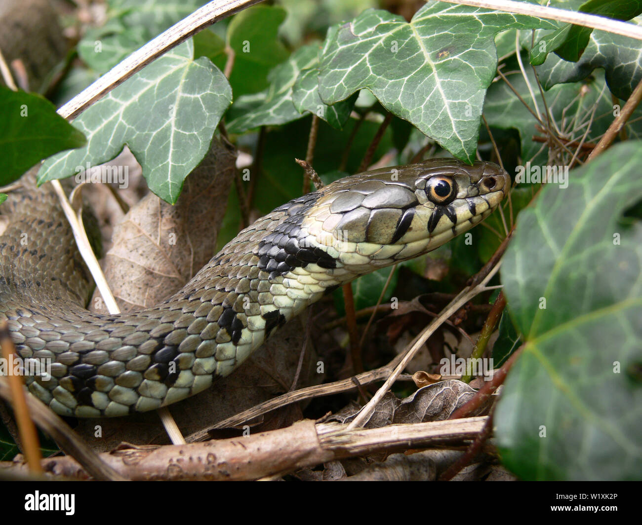 Femmina sbarrata la biscia dal collare (Natrix helvetica), Regno Unito Foto Stock