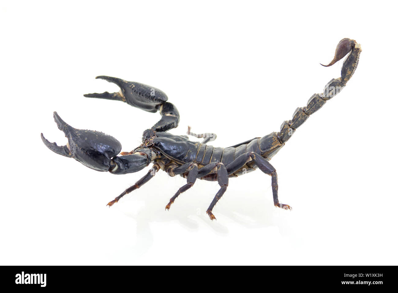 Scorpion isolati su sfondo bianco Foto Stock