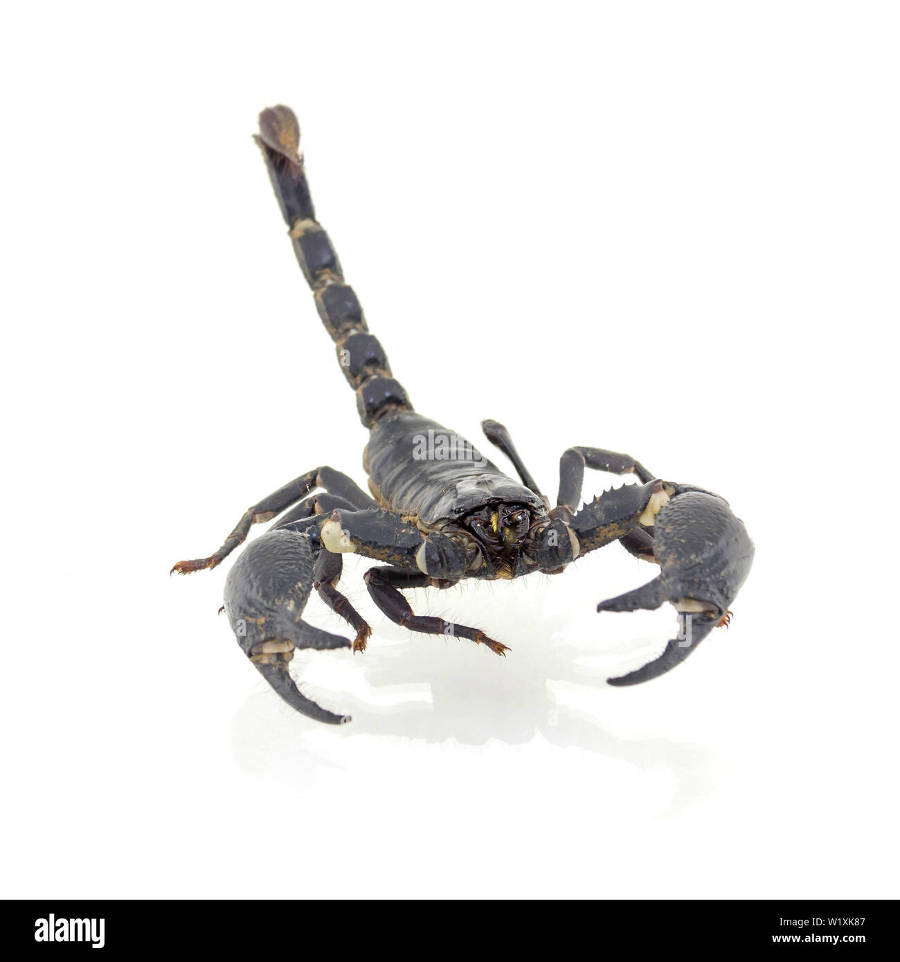 Scorpion isolati su sfondo bianco Foto Stock