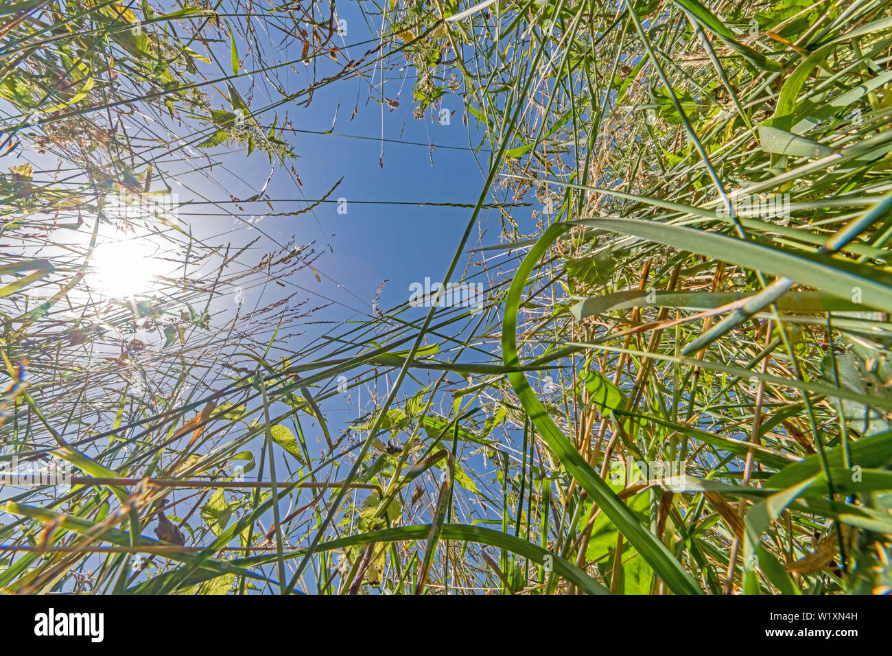 Prato estivo da della rana in prospettiva con cielo azzurro e sole splendente Foto Stock