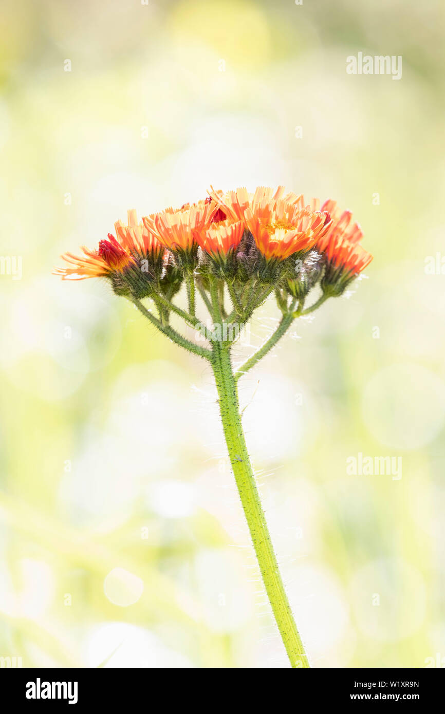 Una chiave di alta immagine di fiori selvaggi Aurantiaca Pilosella, comunemente noto come 'Fox e lupetti' o 'Devil's pennello". Foto Stock