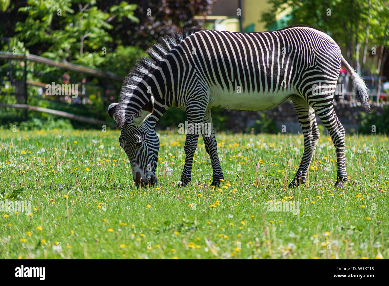 Bella strisce della zebra di pascolare su un verde prato con il tarassaco su una soleggiata giornata di primavera Foto Stock