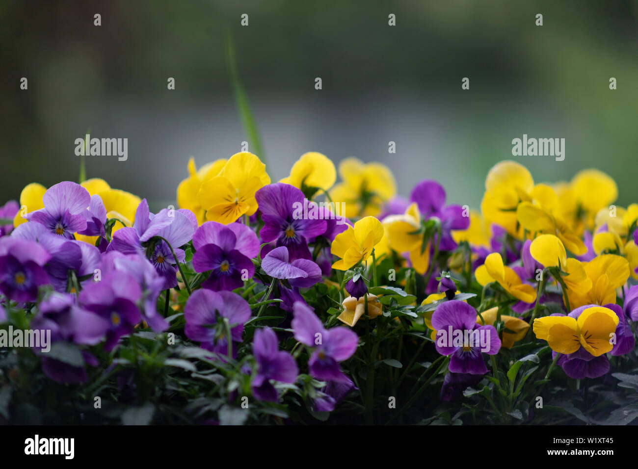La bella Pansy fiori hanno un morbido e attraente bellezza. Pansies sono una deliziosa meraviglia della natura, che è difficile da fermare guardando Foto Stock