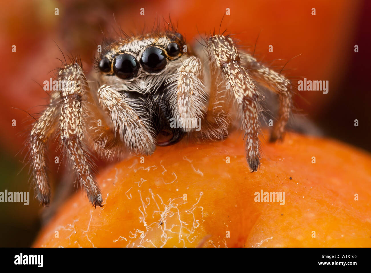 Jumping spider e orange rowan frutto Foto Stock