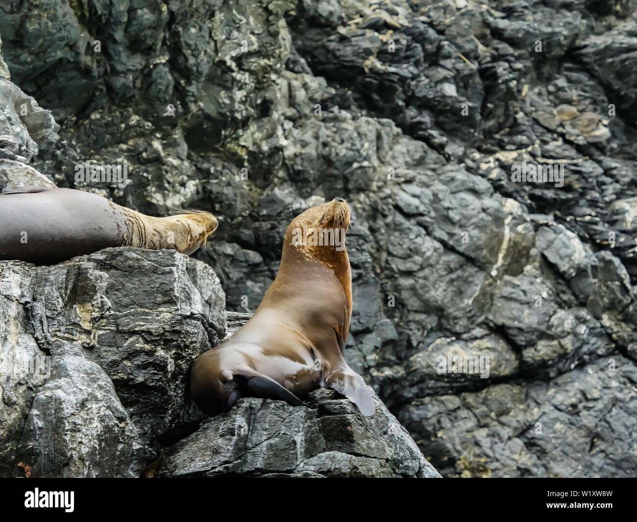 Il Cile sea lion atacame natura della fauna selvatica Foto Stock