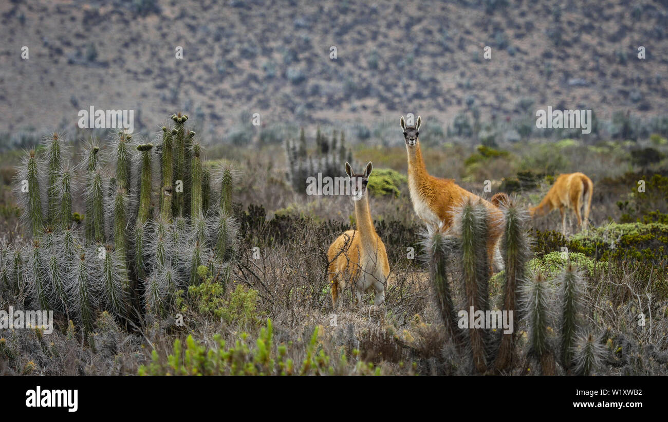 Il Cile deserto guanaco wildlife patagonia Foto Stock