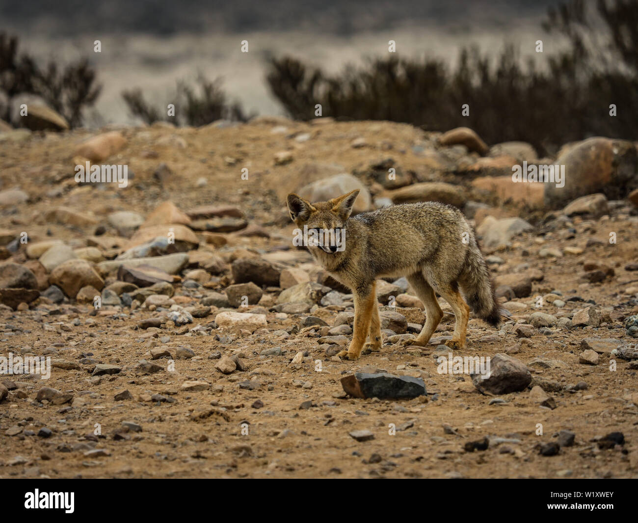 Il Cile deserto selvaggio fox visualizza Foto Stock