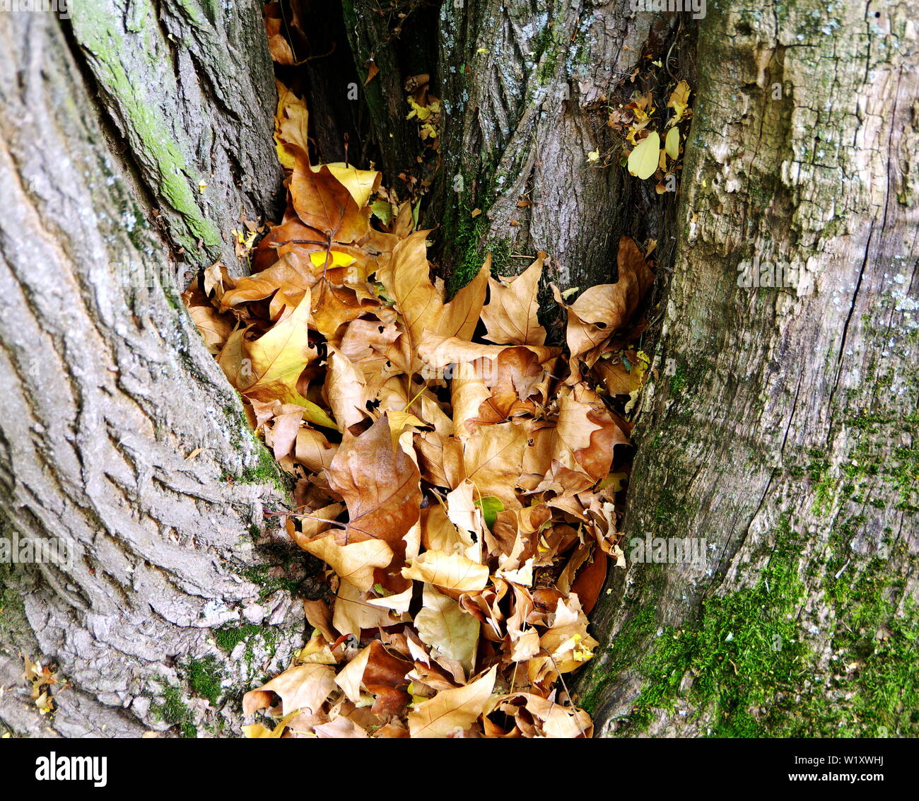 Forcella di ramo riempito con foglie di autunno Foto Stock