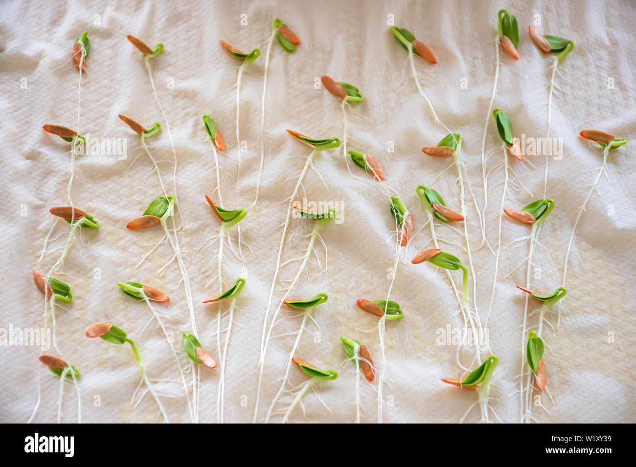 Piantine di melone invernale che cresce dal seme su carta. Foto Stock