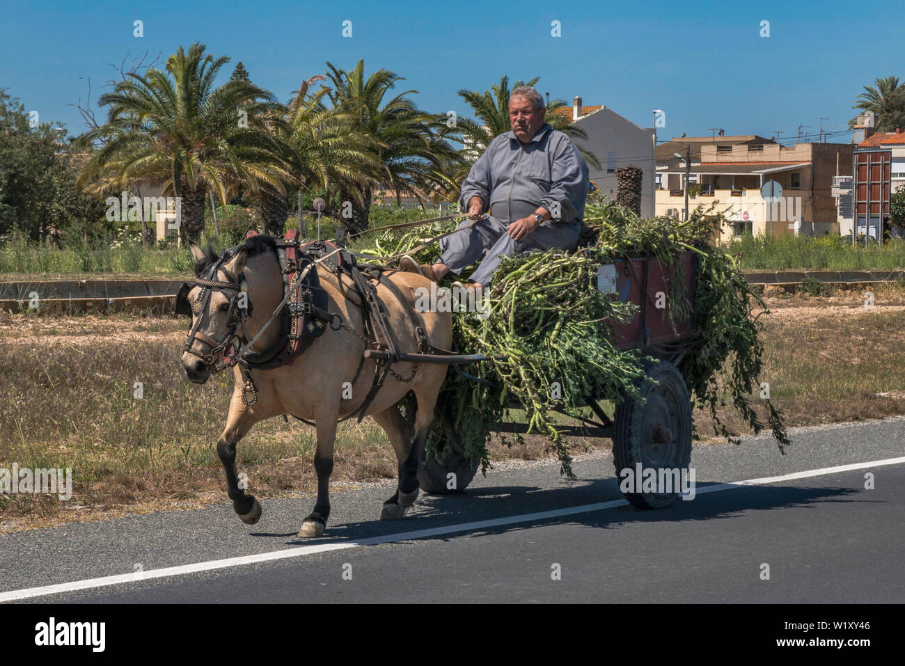 Cavallo e carrello su strada nel delta del Rio Ebro, vicino a Deltebre, Catalogna, Spagna Foto Stock