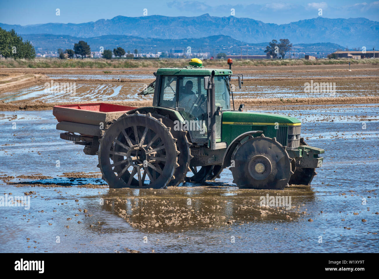Impostazione pianticelle di riso nelle risaie allagate campo nel delta del Rio Ebro, vicino a Deltebre, Catalogna, Spagna Foto Stock