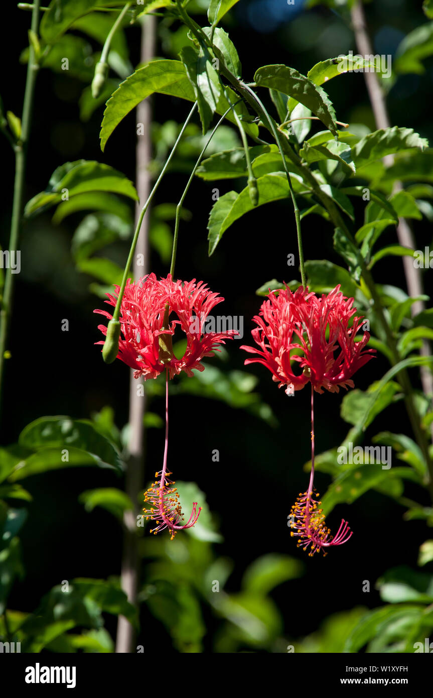 Sydney Australia, decorativi appesi dei fiori di Hibiscus schizopetalus o spider hibiscus Foto Stock