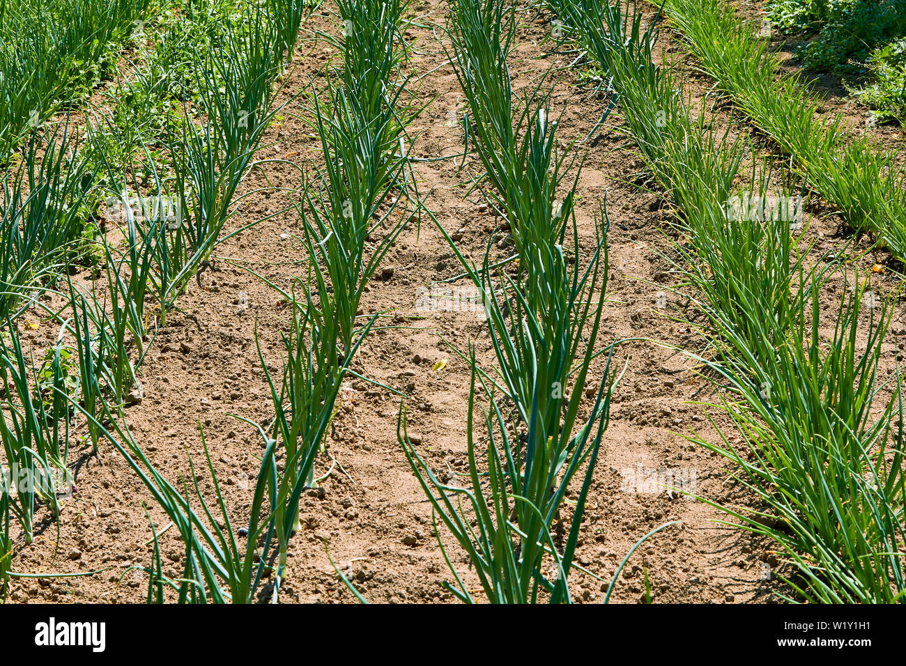Cipolla verde letti crescita nel terreno in estate Foto Stock
