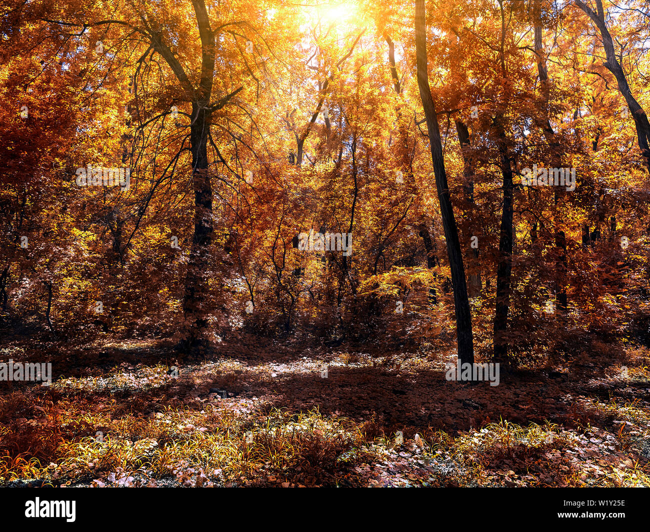 Piccola radura della foresta di collezione autunno illuminata dal sole Foto Stock