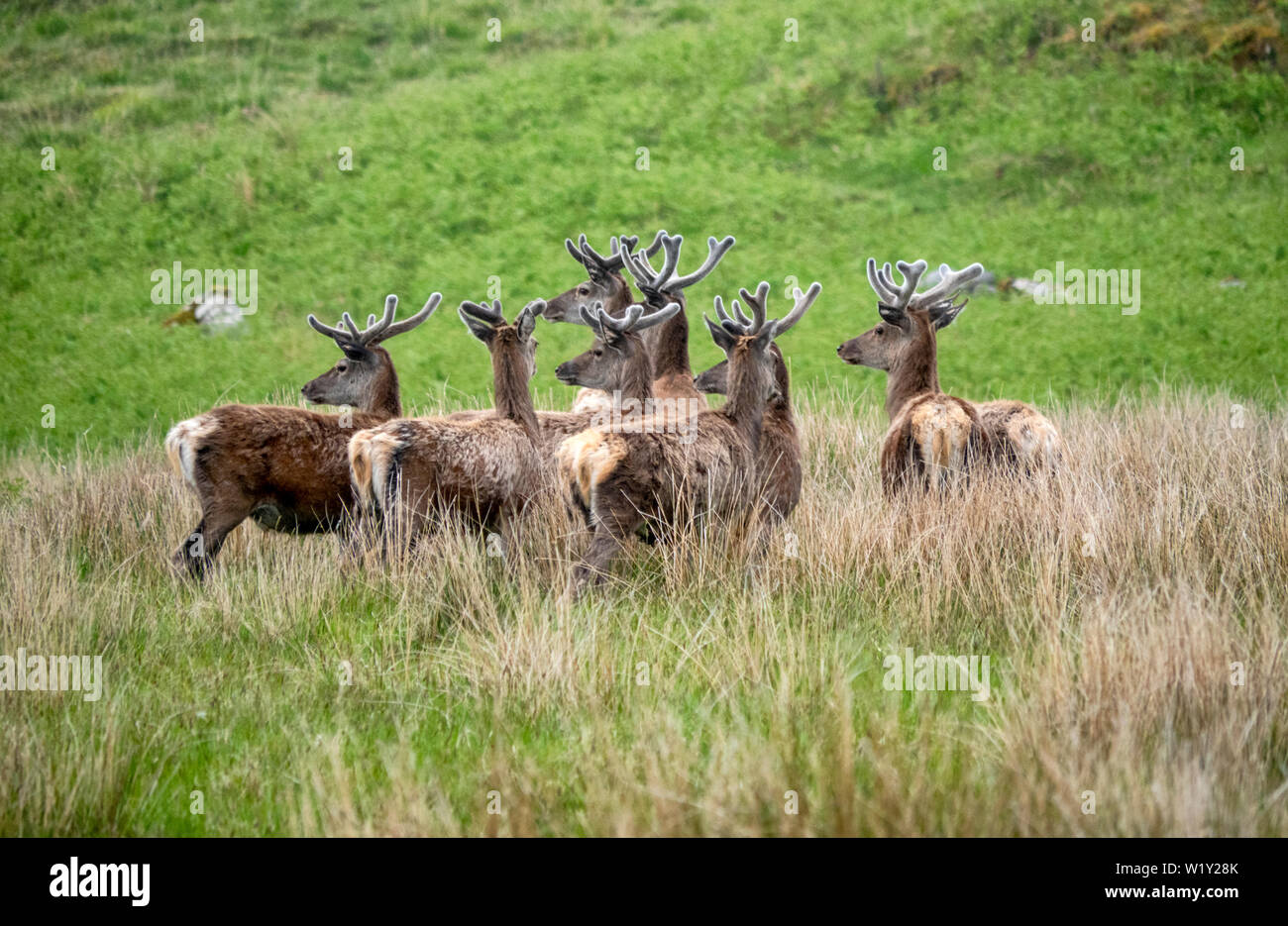 Cervi cervi nel nord ovest della Scozia con molla palchi coperta in velluto Foto Stock