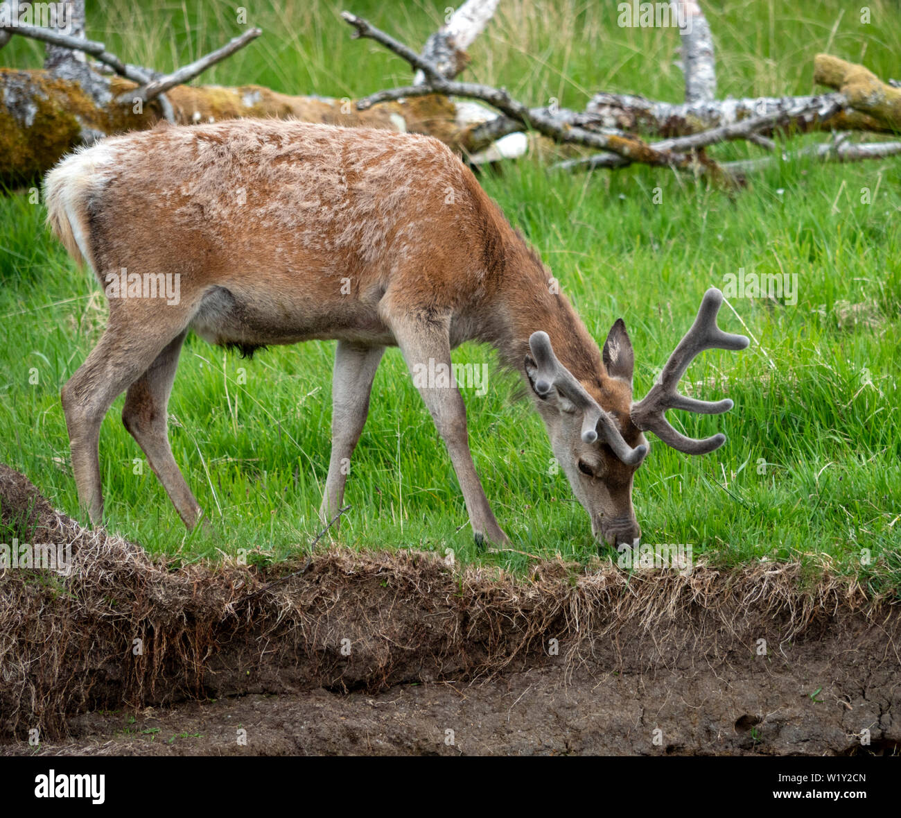 Red Deer cervo a nord ovest della Scozia con molla palchi coperta in velluto Foto Stock