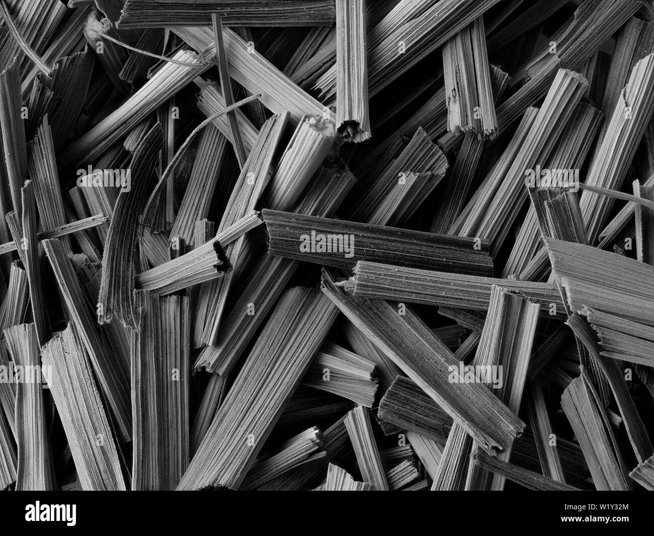 In bianco e nero scuro Macro Close-up di foglie essiccate di West Indian Lemon Grass, Cymbopogon citratus, sfondo Foto Stock