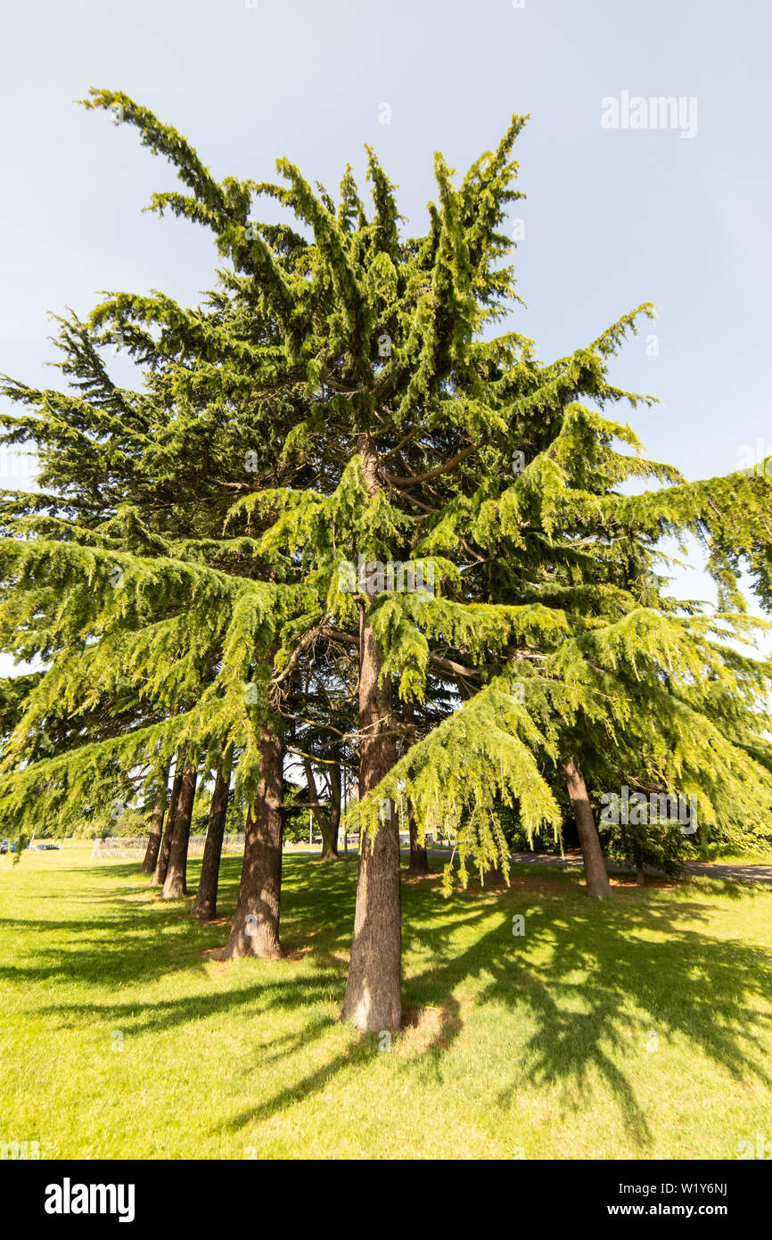 Colore verde brillante albero di cedro in Crystal Palace park Foto Stock