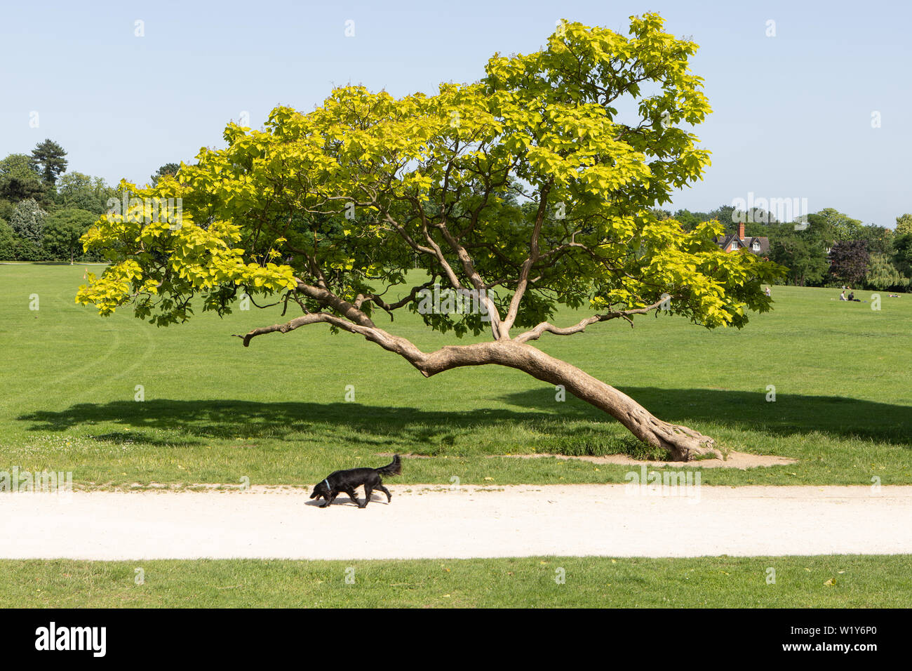 Cane nero accanto alla struttura pendente in Crystal Palace park Foto Stock