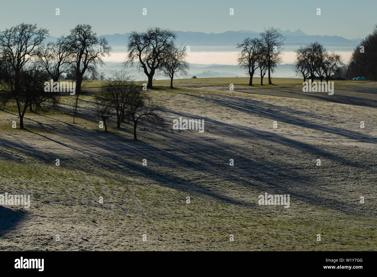 Alberi sfrondato casting lunga ombra su un pupazzo di neve, abbondanti campo dopo il raccolto in una luce nebbiosi e una catena montuosa in background Foto Stock