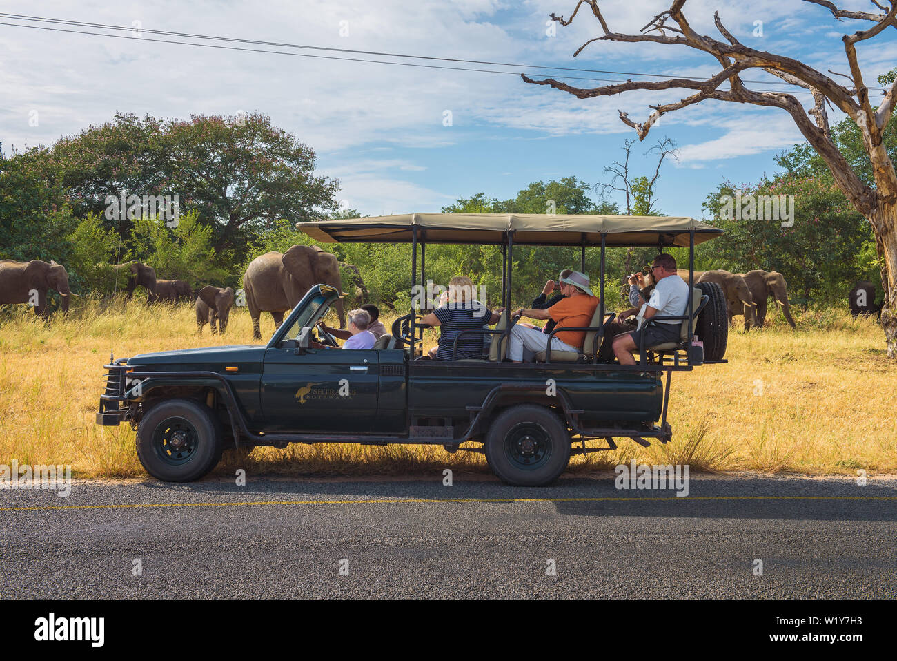 Branco di elefanti nella parte anteriore di una vettura di safari con i turisti in Chobe National Park Foto Stock