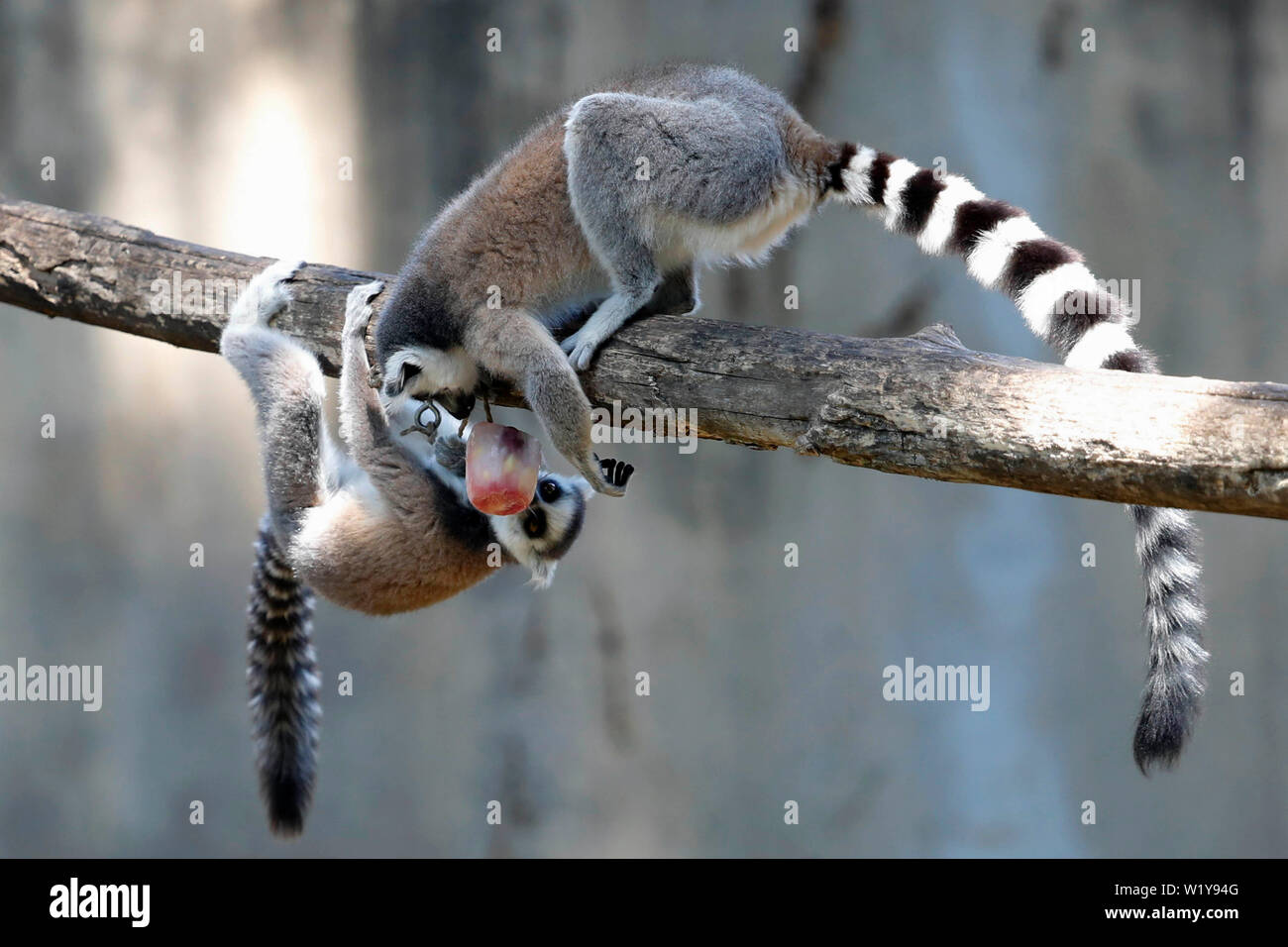 Italia, Roma, 27 Giugno 2019 : lemuri in Bioparco sono alimentati con congelati Ortaggi e frutti, a causa delle alte temperature Foto Remo Casilli/Sintes Foto Stock