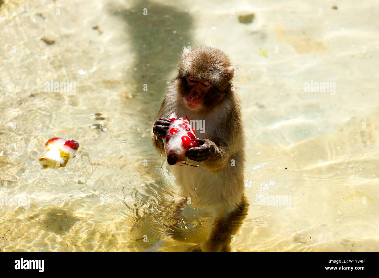 Italia, Roma, 27 Giugno 2019 : Macaque in Bioparco sono alimentati con congelati Ortaggi e frutti, a causa delle alte temperature Foto Remo Casilli/Sinte Foto Stock