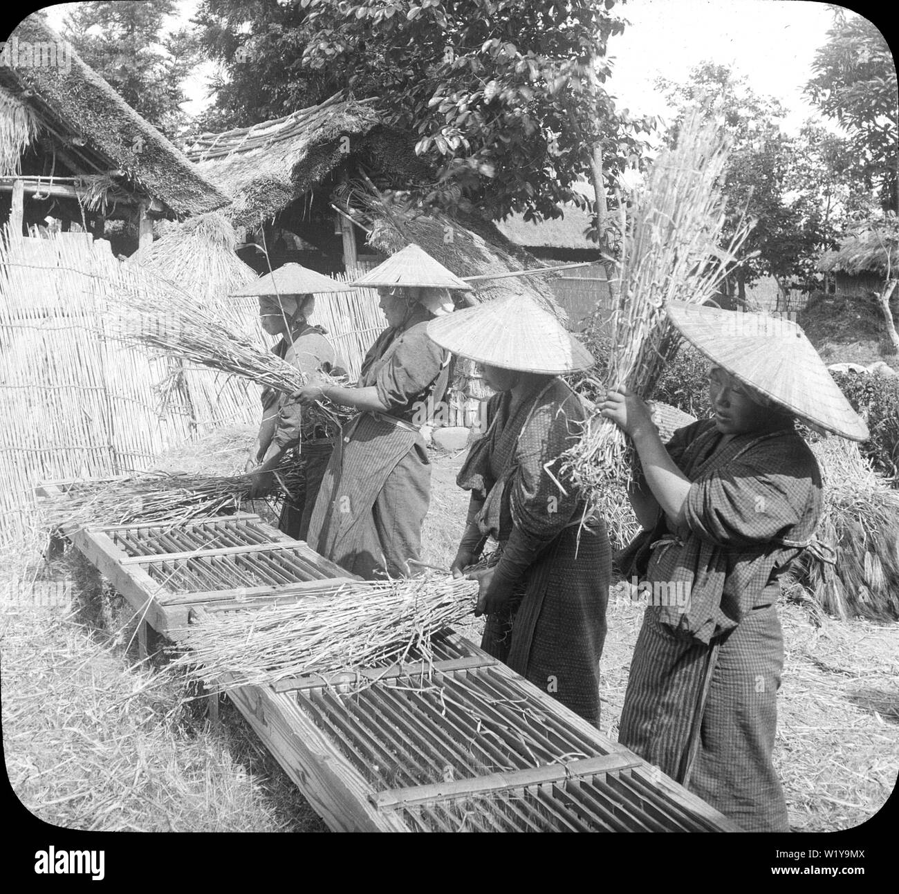 [ 1900 Giappone - Gli agricoltori la trebbiatura del riso ] - quattro agricoltori femmina di indossare il kimono e cappelli conici (sugegasa) la trebbiatura del riso su una macchina di trebbiatura in Prefettura di Shizuoka. Xx secolo vintage vetrino di vetro. Foto Stock