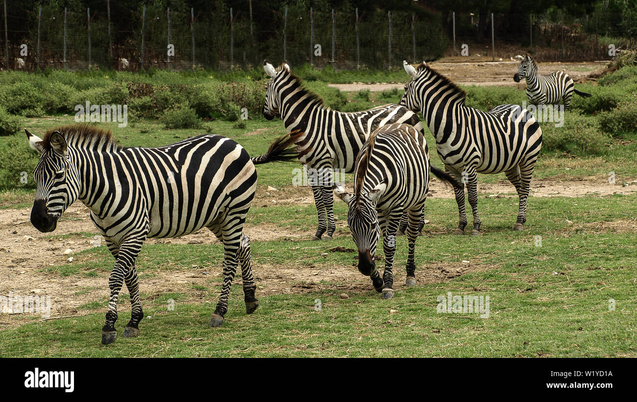 Vista di alcune belle zebre africano (African equidi) camminando in una fila su un prato verde di massa. Foto Stock