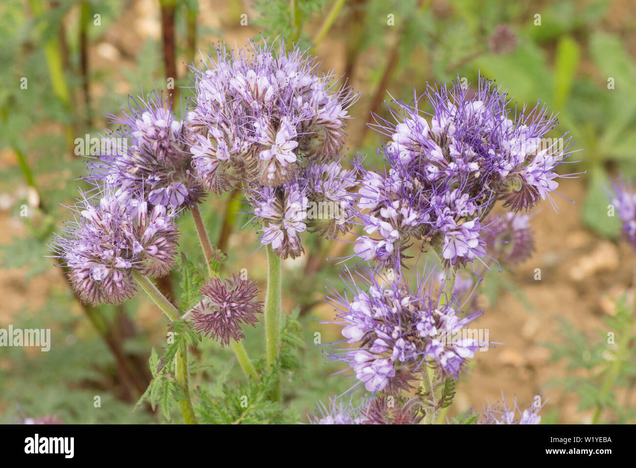 Phacelia tanacetifolia, Lacy phacelia, tansy Blu, Viola tansy. Raccolto di coperta, concime verde, attira gli insetti, Essex, Regno Unito, maggio Foto Stock