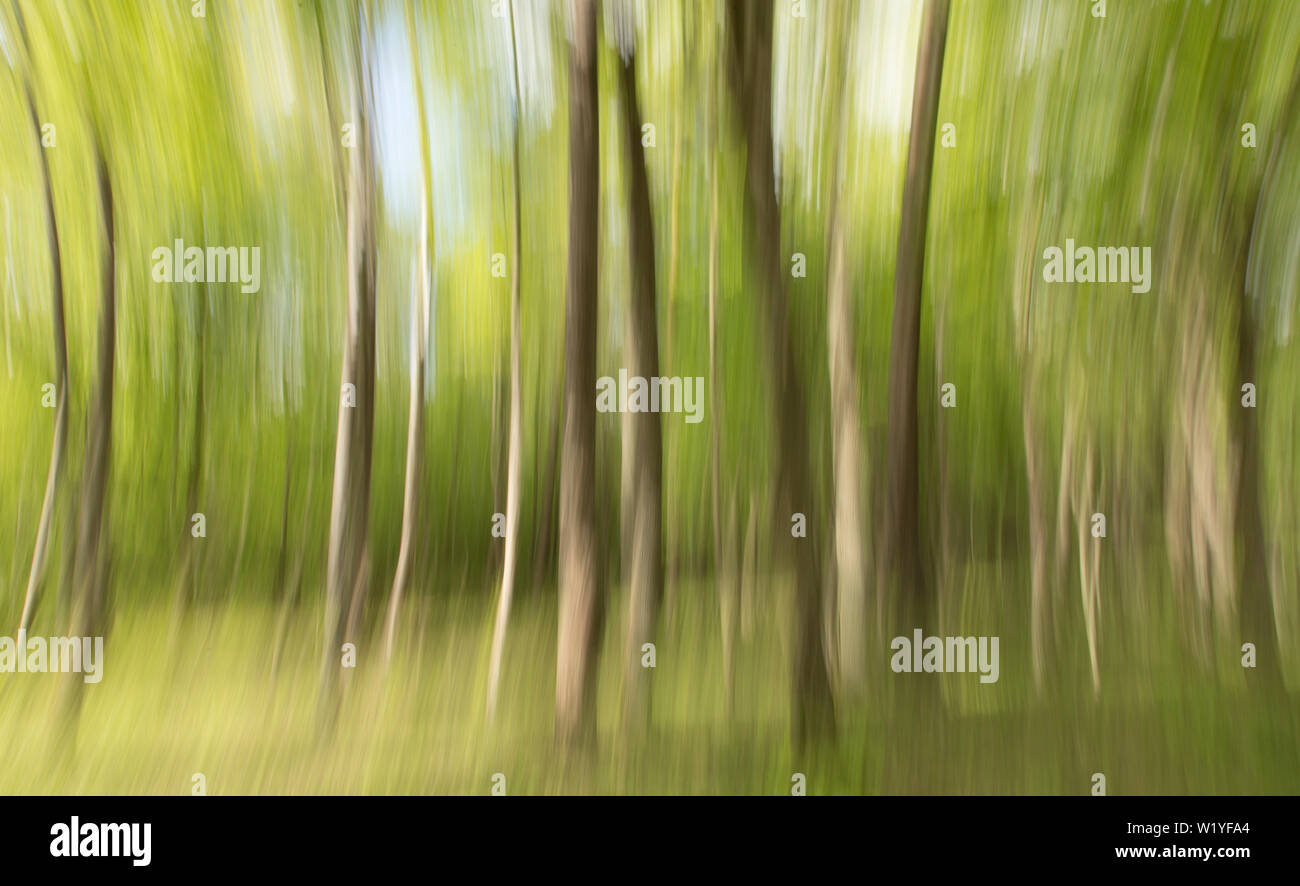 L'arte della fotografia: movimento telecamera mostra ONU-sharp tronchi di albero area Wolfsschanze, Polonia Foto Stock