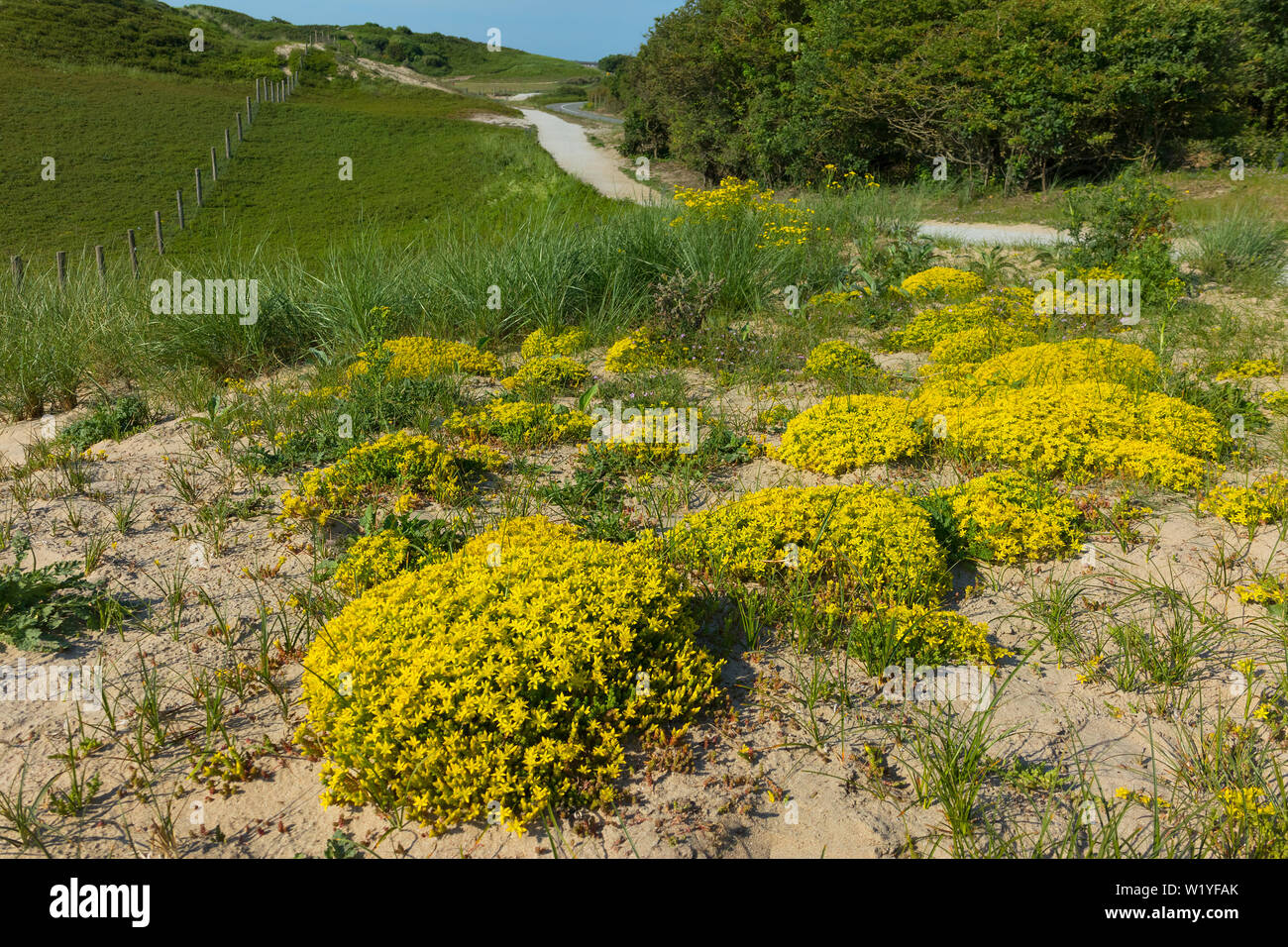Fioritura giallo sedum acre piante che crescono nelle dune Foto Stock