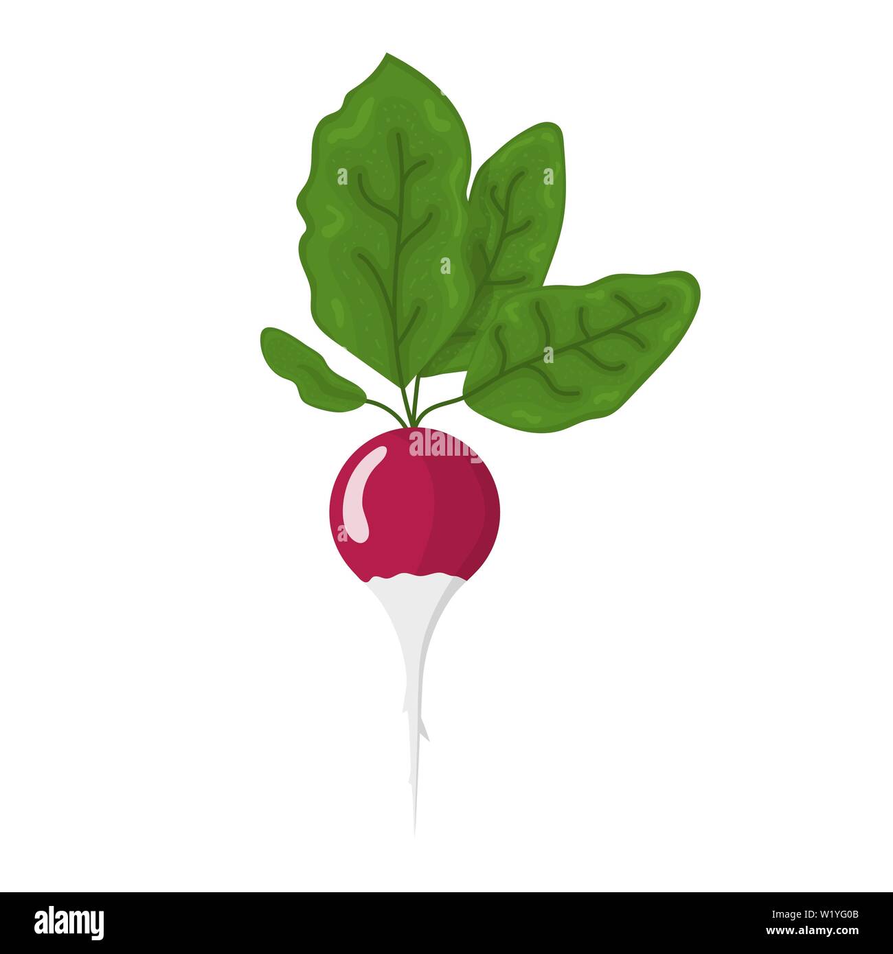 Rafano fresco vegetale isolato su sfondo bianco. Icona di rafano per mercato, ricetta design. Alimenti biologici. In stile cartone animato. Pulito e moderno vettore illus Illustrazione Vettoriale