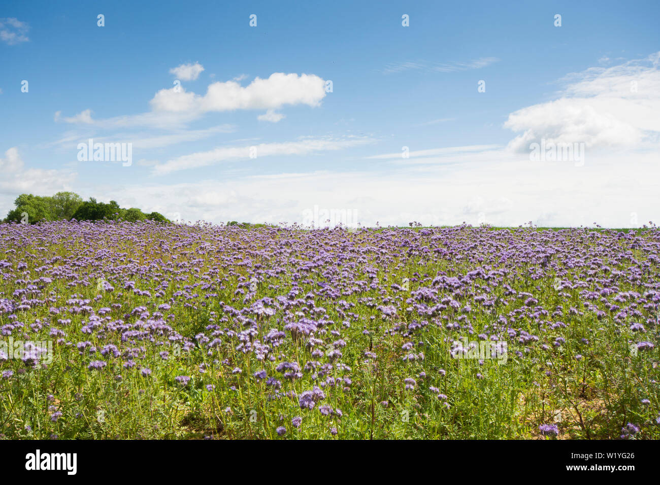 Phacelia tanacetifolia, Lacy phacelia, tansy Blu, Viola tansy. Raccolto di coperta, concime verde, attira gli insetti, Essex, Regno Unito, maggio Foto Stock