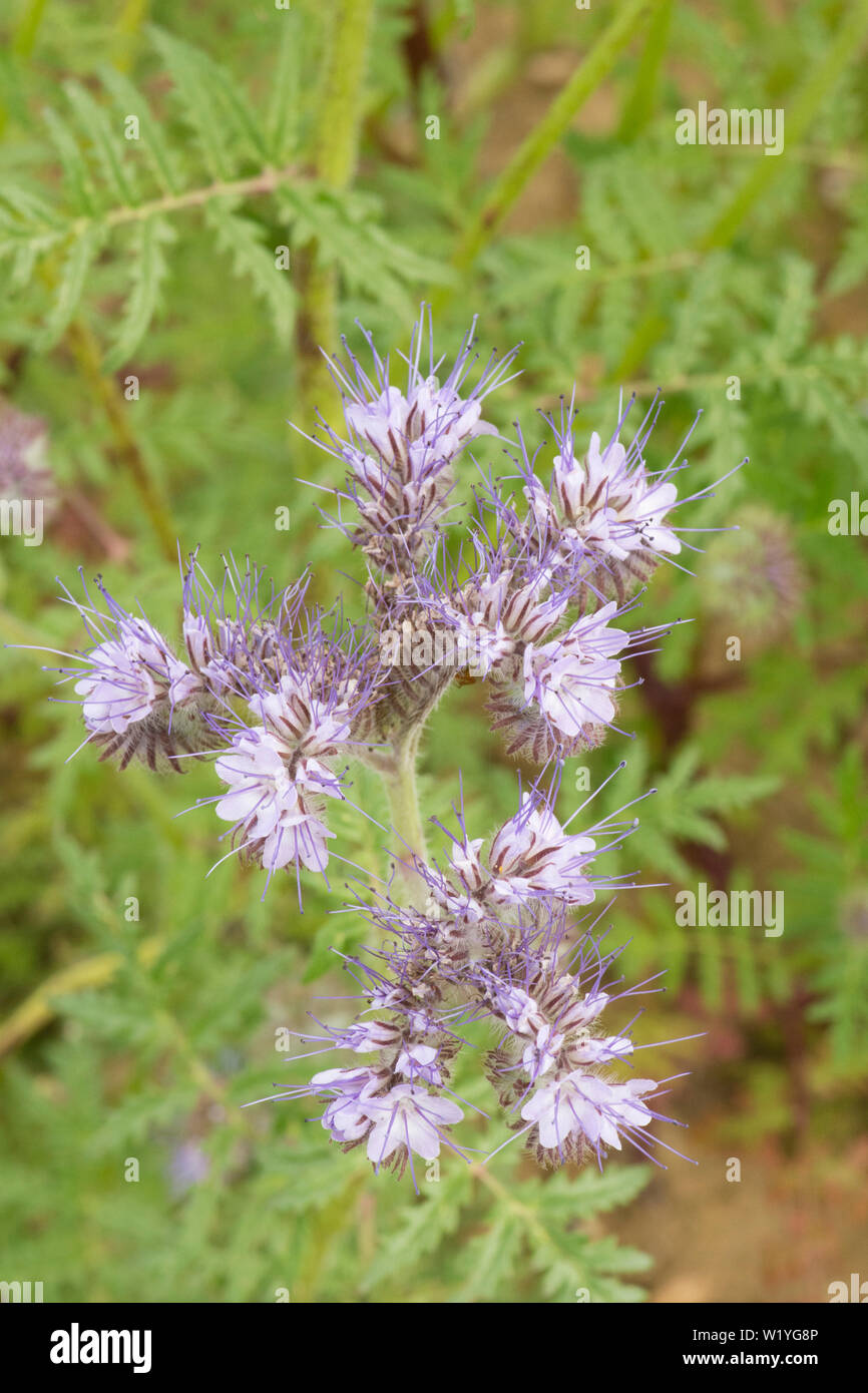Phacelia tanacetifolia, Lacy phacelia, tansy Blu, Viola tansy. Raccolto di coperta, concime verde, attira gli insetti, Essex, Regno Unito, maggio Foto Stock