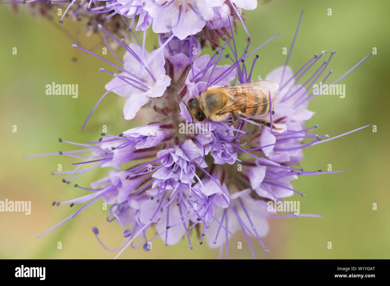 Il miele delle api su Phacelia tanacetifolia, Lacy phacelia, tansy Blu, Viola tansy. Raccolto di coperta, concime verde, attira gli insetti, Essex, Regno Unito, maggio Foto Stock