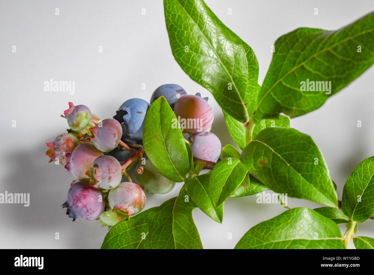 La maturazione di mirtilli - mirtillo foglie di bush - sfondo bianco - chiusura del verde blu rosa mirtilli e mirtilli maturi Vaccinium Cyanococcus Foto Stock