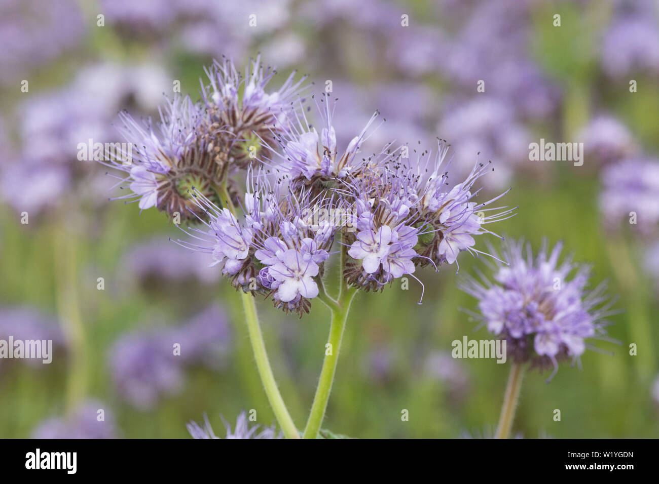 Phacelia tanacetifolia, Lacy phacelia, tansy Blu, Viola tansy. Raccolto di coperta, concime verde, attira gli insetti, Essex, Regno Unito, maggio Foto Stock