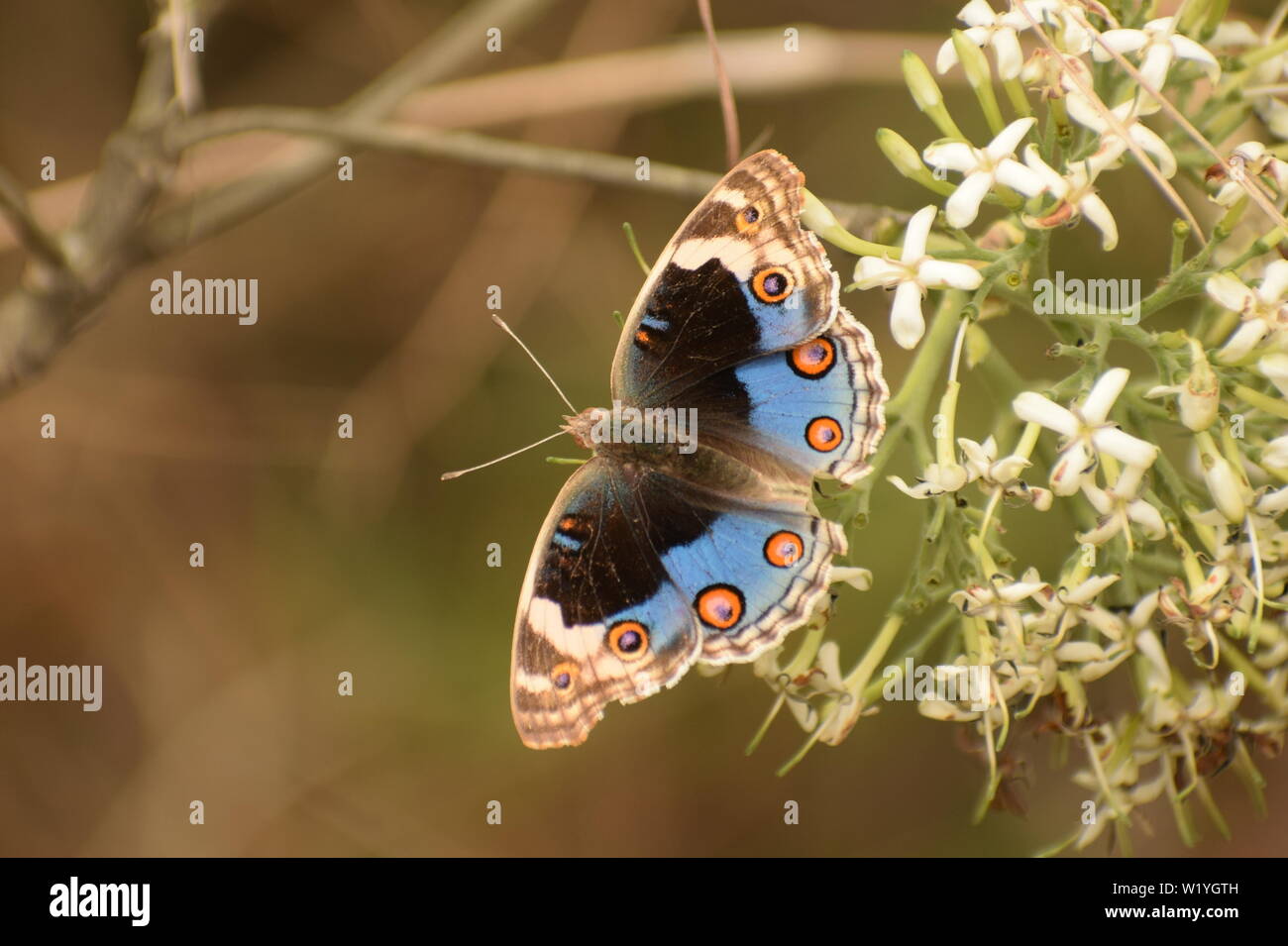 Bella blu pansy ( junonia orithya ) butterfly. Foto Stock