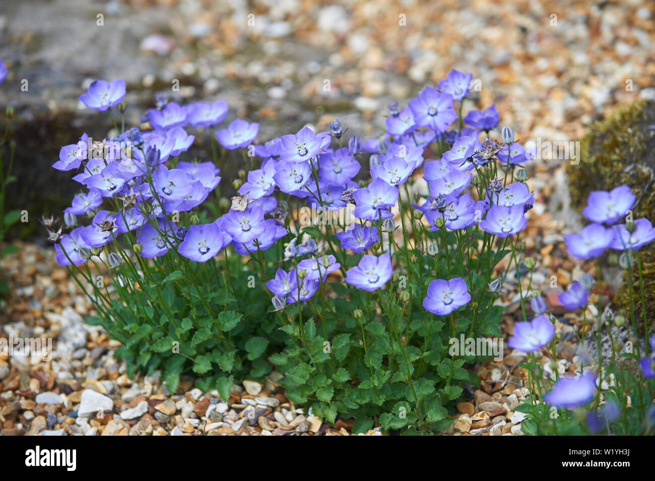 Campanula 'Samantha' che cresce su un rockery Foto Stock