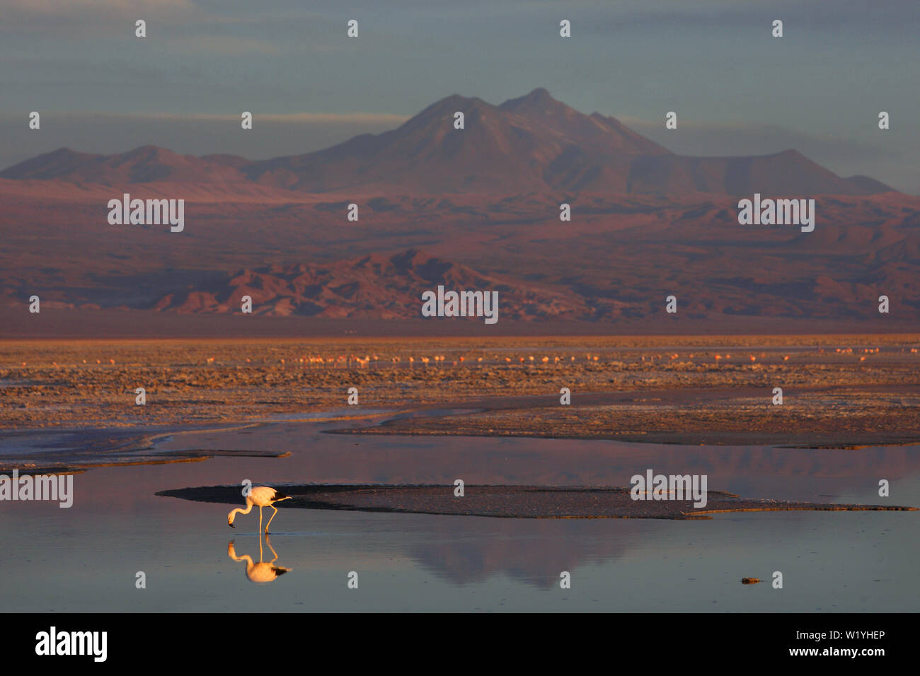 Los Flamencos riserva nazionale, il Deserto di Atacama, Flamingo e Laguna Chaxa. Regione di Antofagasta, Cile. Foto Stock