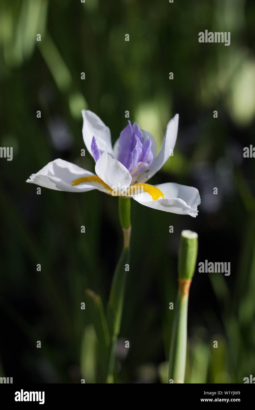 Dietes vegeta - African Iris- fiore, a Luther Burbank's esperimento Farm in Sebastopol, CA, Stati Uniti d'America. Foto Stock