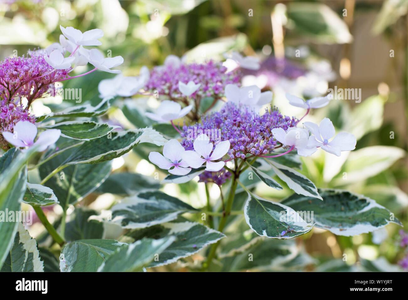 Hydrangea macrophylla - lacecap hydrangea - a Luther Burbank's esperimento Farm in Sebastopol, CA, Stati Uniti d'America. Foto Stock