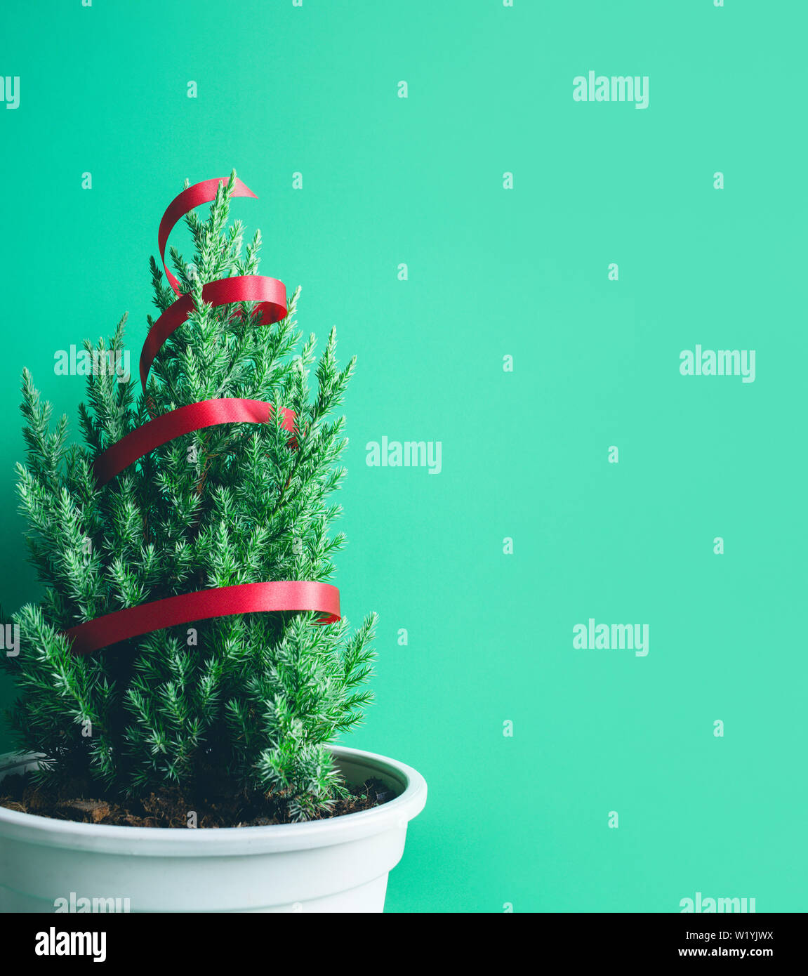 Carino pino su sfondo verde.Buon Natale e concetti d'inverno idee.Stile minimal Foto Stock