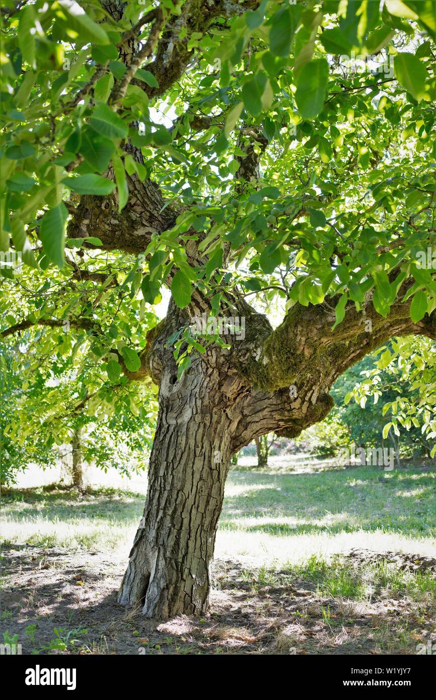 Un multi-innestato inglese albero di noce - Juglans regia - a Luther Burbank's esperimento Farm in Sebastopol, CA, Stati Uniti d'America. Foto Stock