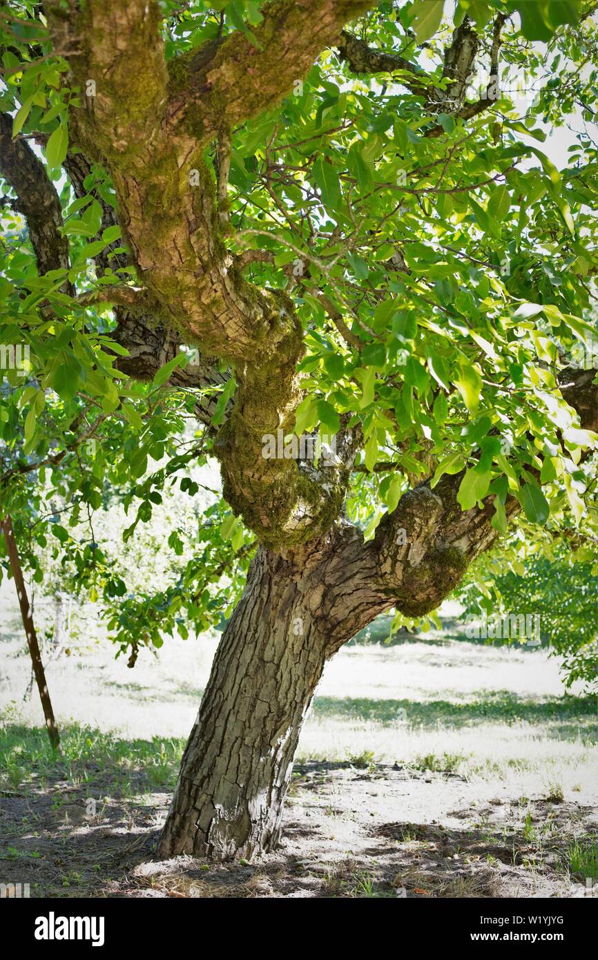 Un multi-innestato inglese albero di noce - Juglans regia - a Luther Burbank's esperimento Farm in Sebastopol, CA, Stati Uniti d'America. Foto Stock