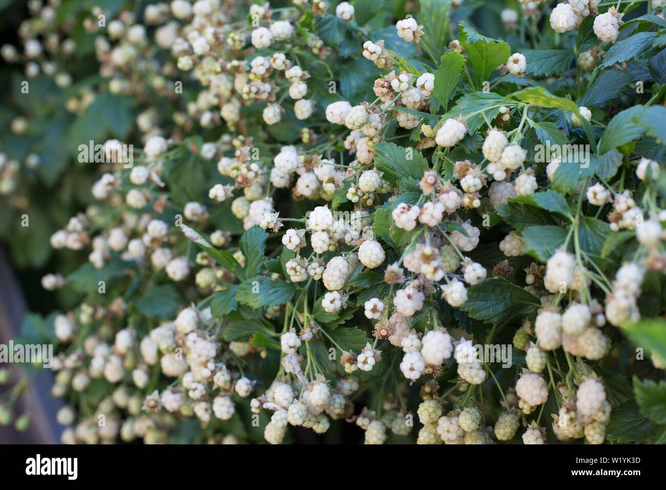 Cumulo di neve bianca impianto di blackberry, a Luther Burbank Home e giardini in Santa Rosa, CA, Stati Uniti d'America. Foto Stock