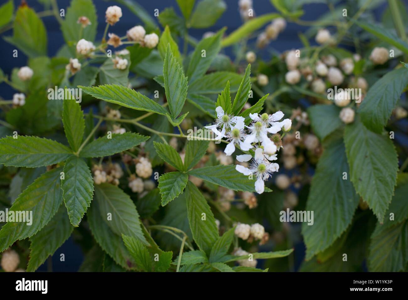 Cumulo di neve bianca impianto di blackberry, a Luther Burbank Home e giardini in Santa Rosa, CA, Stati Uniti d'America. Foto Stock
